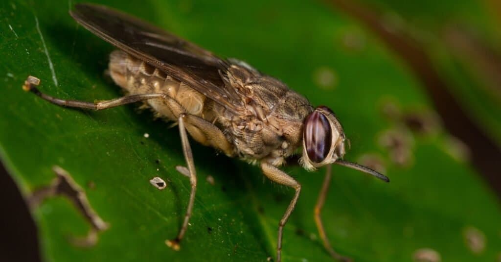 L'animale più mortale del mondo: le mosche tse-tse