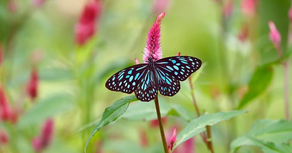 Una farfalla tigre blu su un fiore rosa coxcomb La farfalla ha contorni neri riempiti di luce blu vivido.  la maggior parte degli acri di sfocatura sono a forma di lacrima.  Lo sfondo è più verde, fogliame di coxcomb fuori fuoco con accenti rosa.