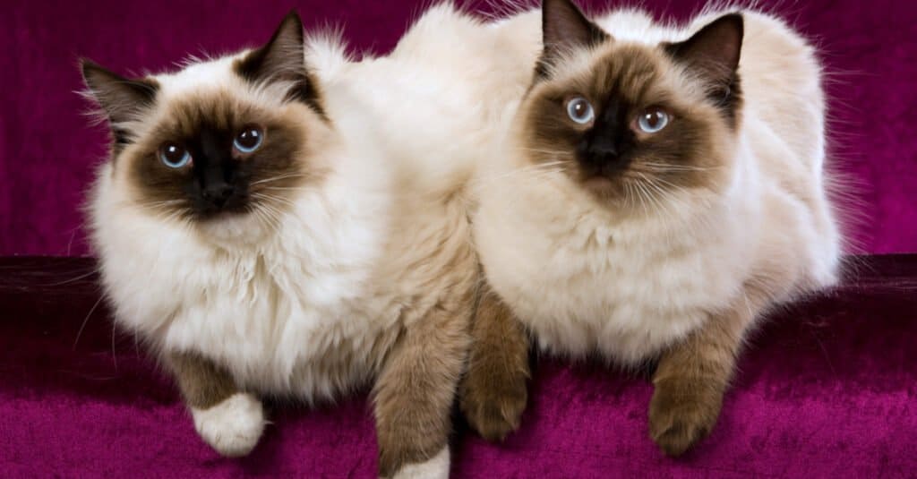 seal-mitted-e-seal-point-ragdoll-cats-side-by-side