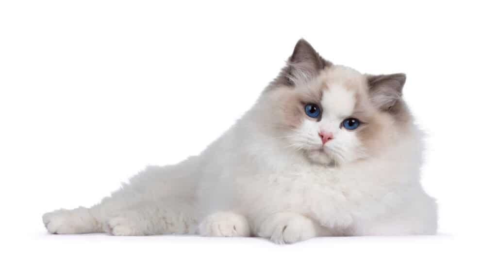 lilla-bicolore-ragdoll-gatto-sdraiato