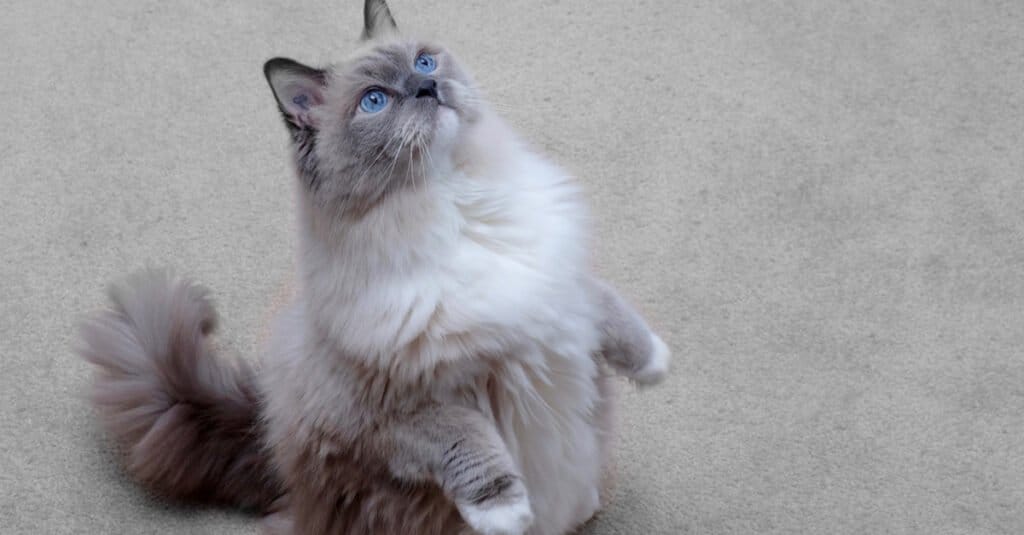 blue-mitted-ragdoll-in-piedi-sulle-zampe-posteriori