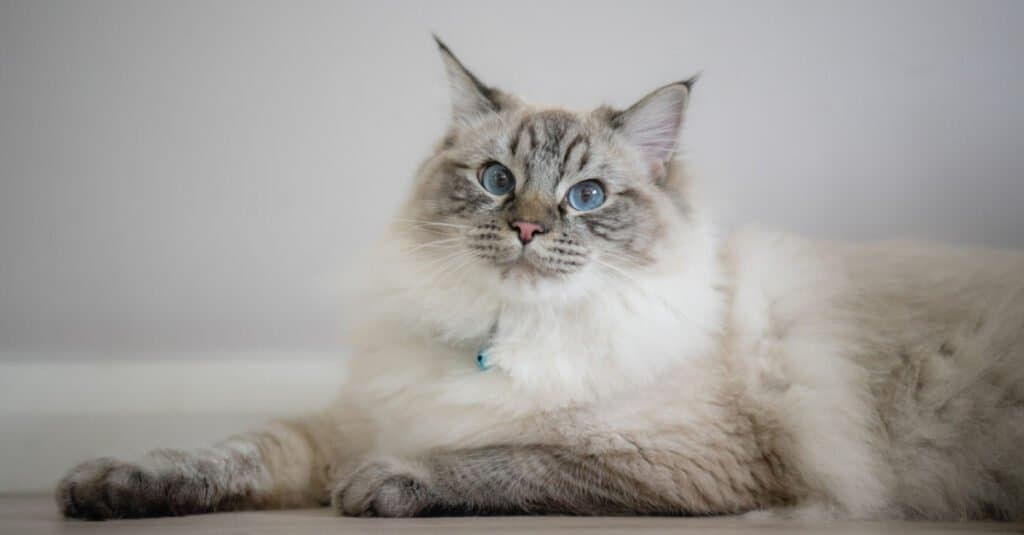 lince-punto-ragdoll-gatto-sdraiato