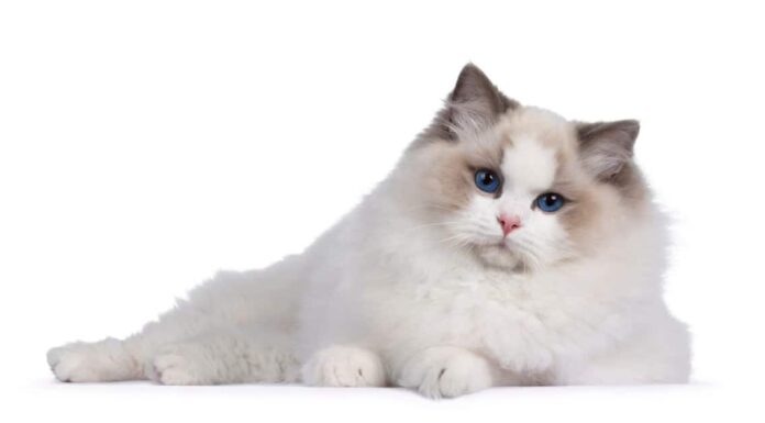 close-up-chocolate-point-ragdoll-cat-side-view