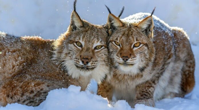 Tipi di gatti Lynx
