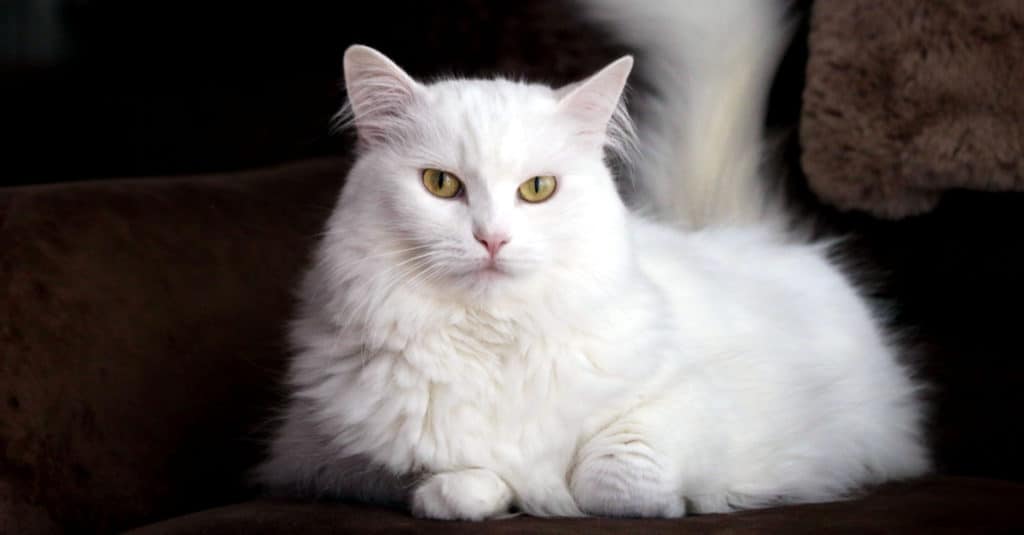 Gatto angora bianco turco nel soggiorno sdraiato sul divano, sfondo marrone