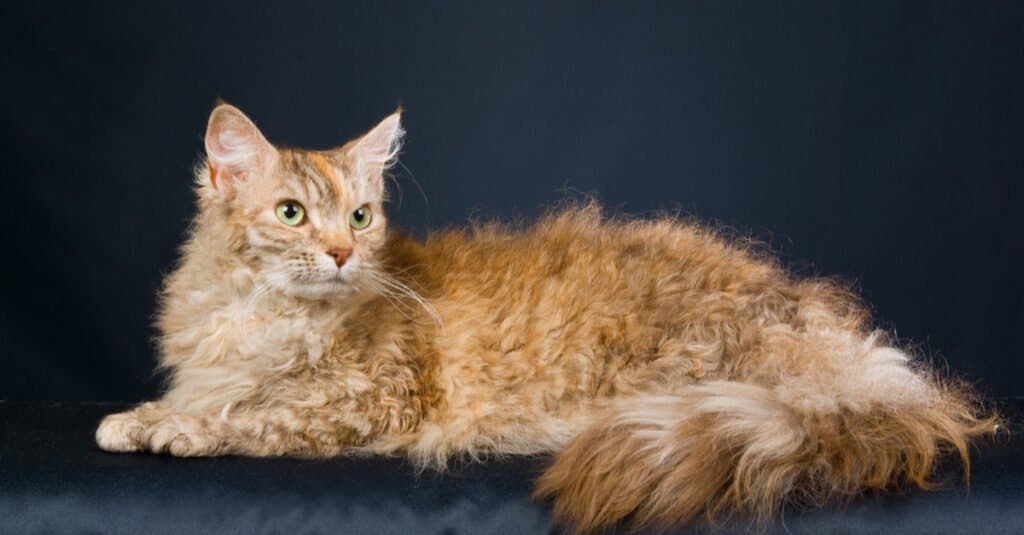 Gatti più rari - LaPerm Cat