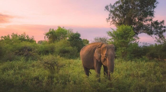 Where do elephants live - elephant habitat
