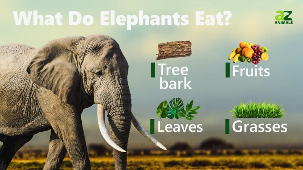 Cosa mangiano gli elefanti