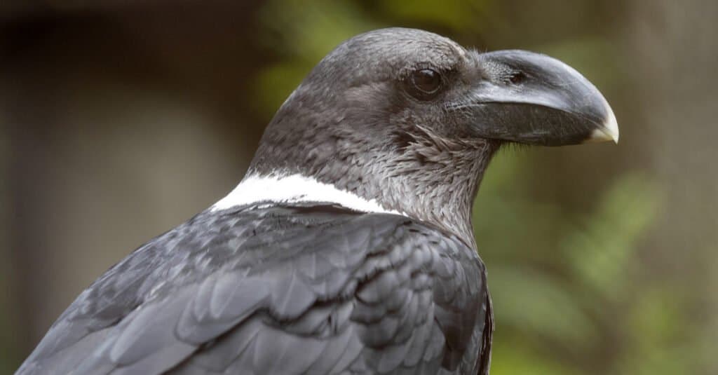 Corvi più grandi - Corvo dal collo bianco