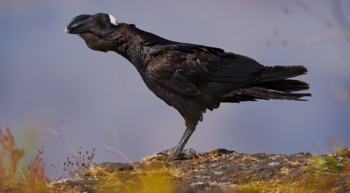 Largest Crows - Torresian Crow