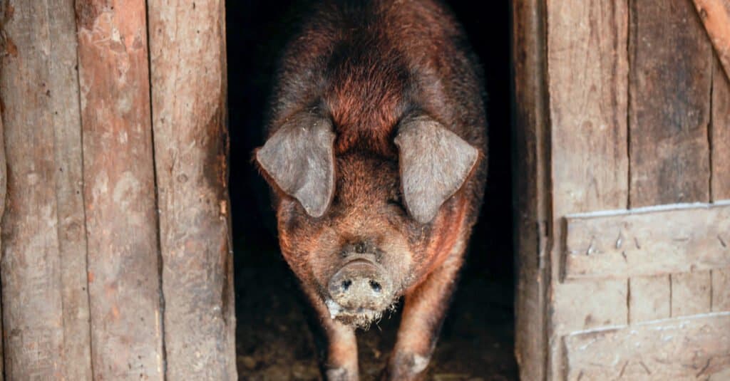 I maiali più grandi - Duroc