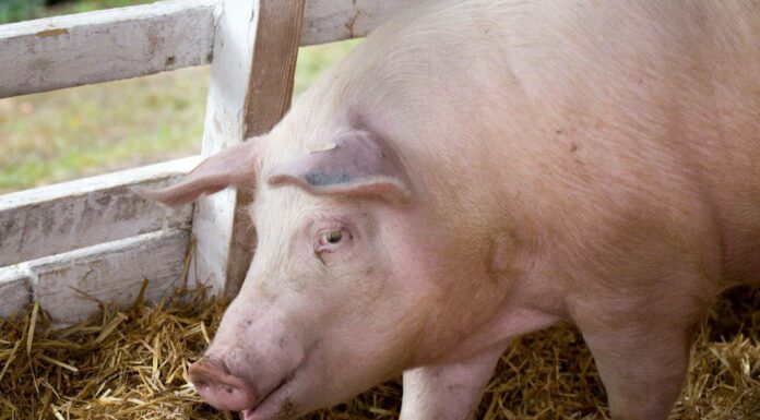 Largest Pigs - Tamworth Pig 