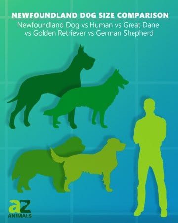 Confronto delle dimensioni del cane di Terranova: golden retriever pastore tedesco alano