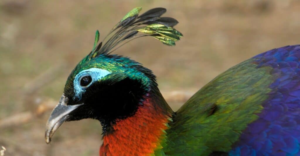 Uccelli con i capelli più pazzi: Monal himalayano