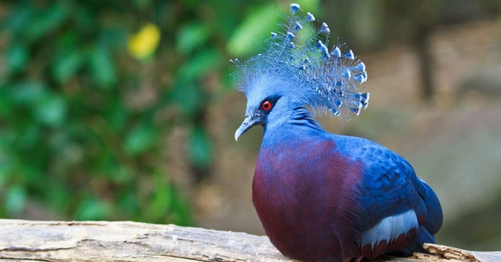 Uccelli con creste: Victoria Crowned Pigeon