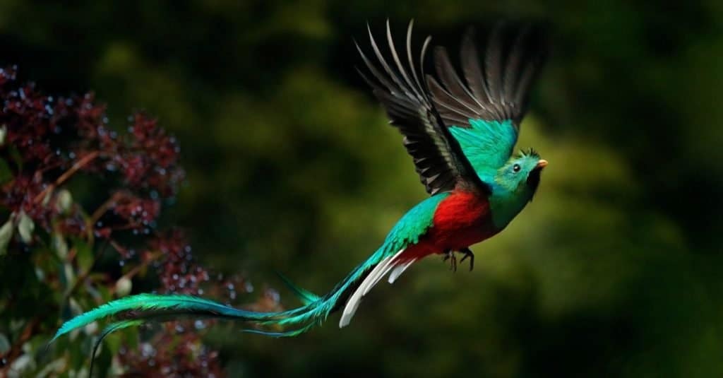 Animali più colorati: Quetzal splendente