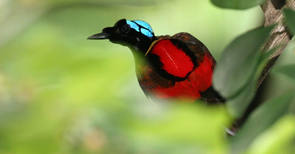 Uccelli con le piume più colorate: l'uccello del paradiso di Wilson