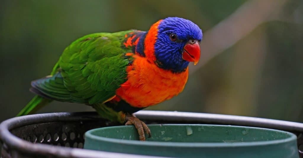 Uccello lorichetto colorato in una mangiatoia per uccelli a Melbourne, Australia