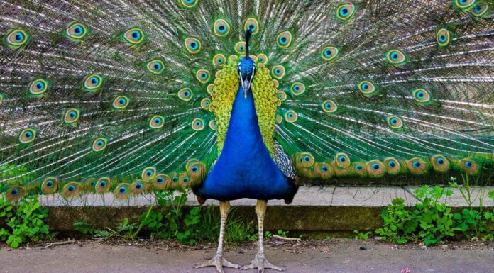 10 uccelli con le piume più colorate
