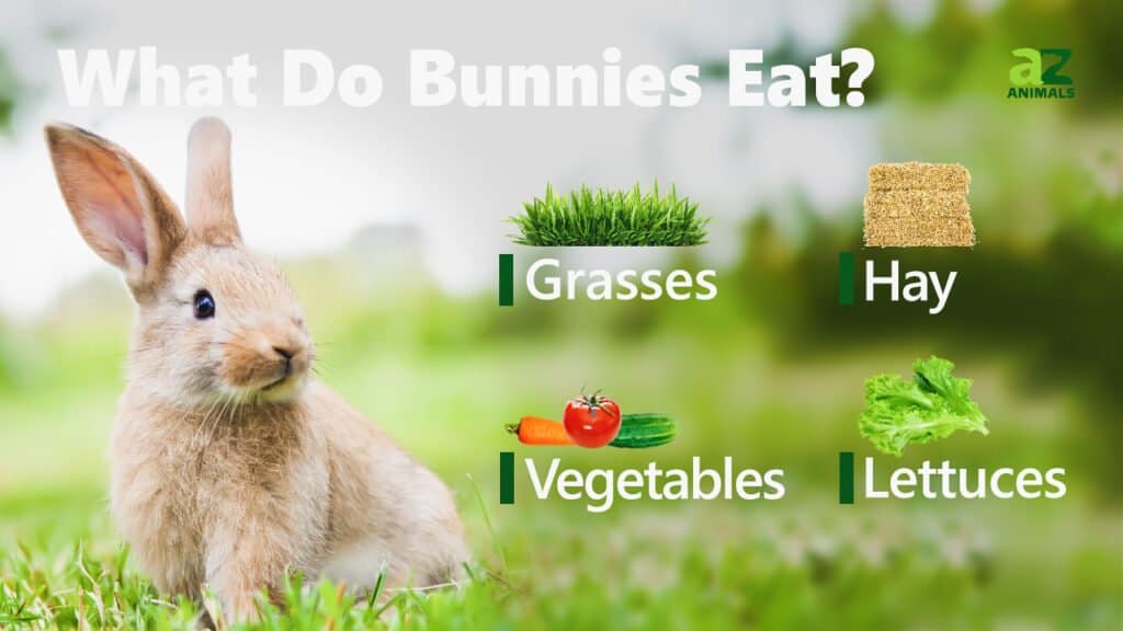 Cosa mangiano i conigli
