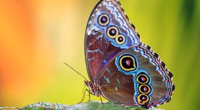 10 farfalle più rare al mondo
