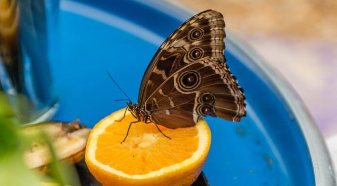 Come mangiano le farfalle?
