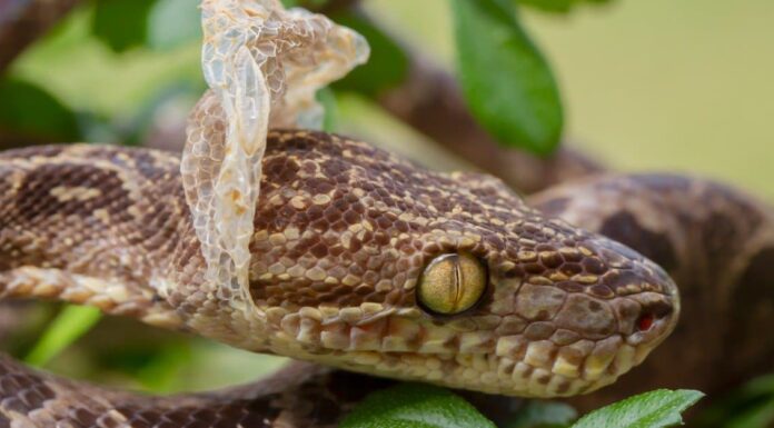 Perché i serpenti perdono il pelo?
