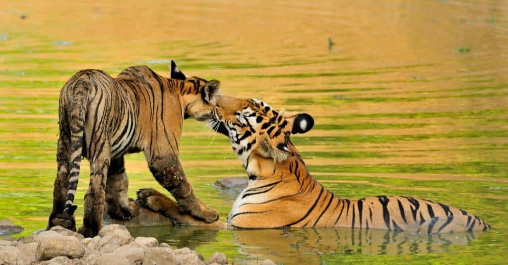 il cucciolo di tigre saluta sua madre