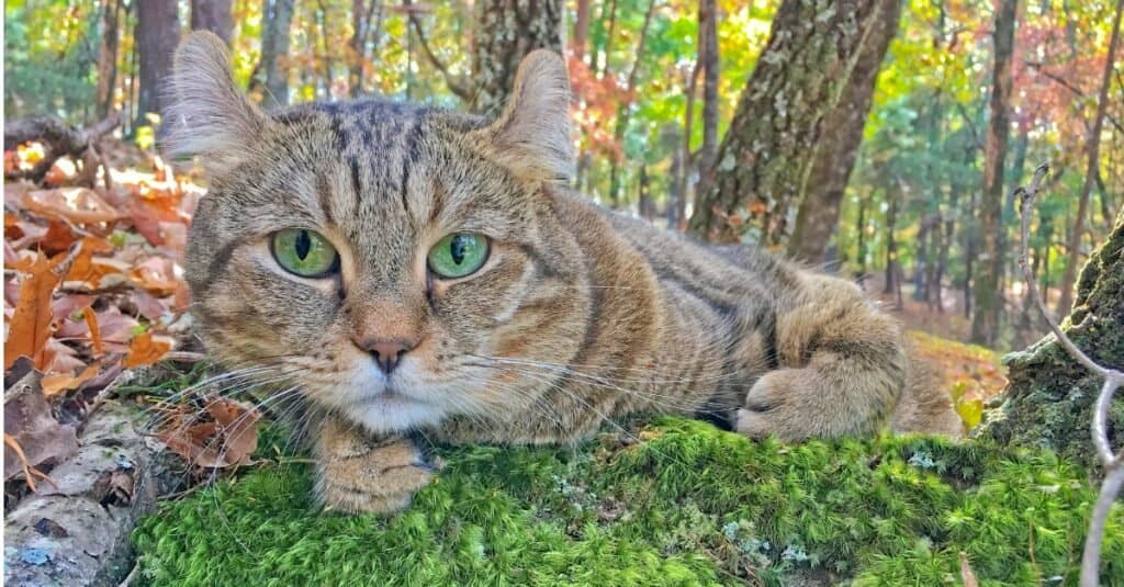 gatto-highlander-sdraiato-sul-muschio-nella-foresta
