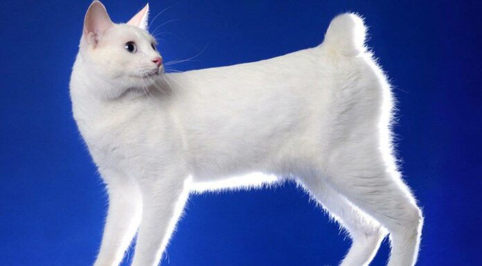 solid-white-japanese-bobtail-cat