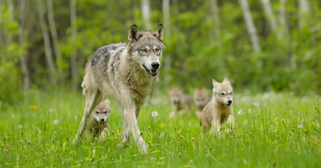 cuccioli di lupo e la loro madre