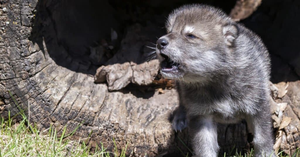 cuccioli di lupo che ululano