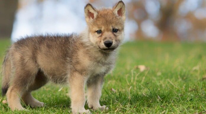 baby-wolves-and-their-mother