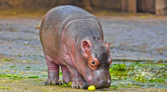 baby-hippo-eating