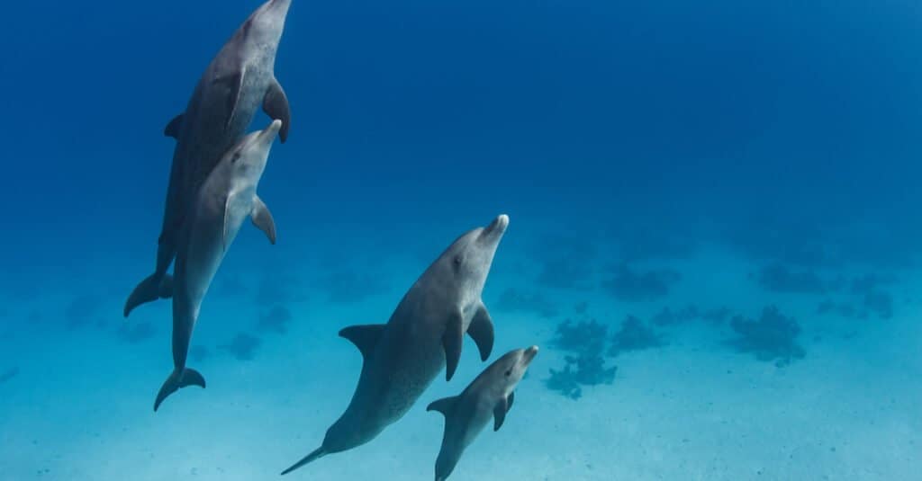 baby-delfino-con-famiglia