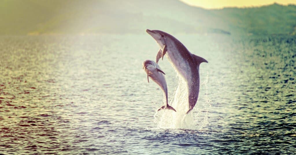 baby-delfino-che salta