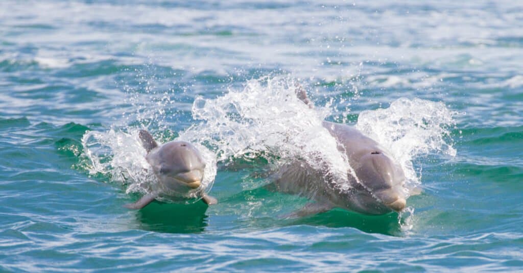 baby-delfino-sopra-l'acqua