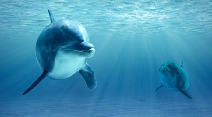 baby-dolphin-underwater