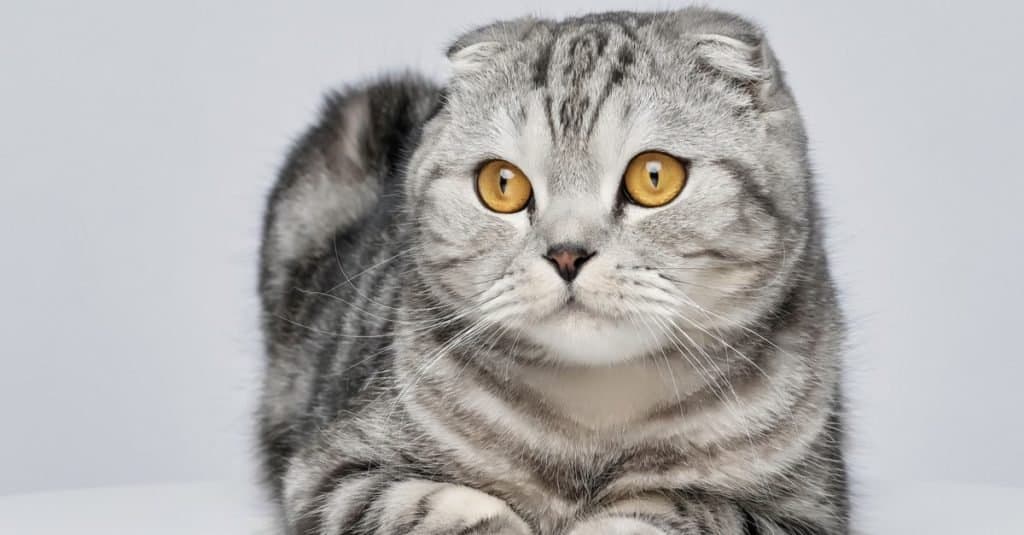Razze di gatti più costose: Scottish Fold