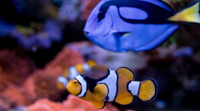 5 Alla ricerca di specie di pesci Nemo nella vita reale
