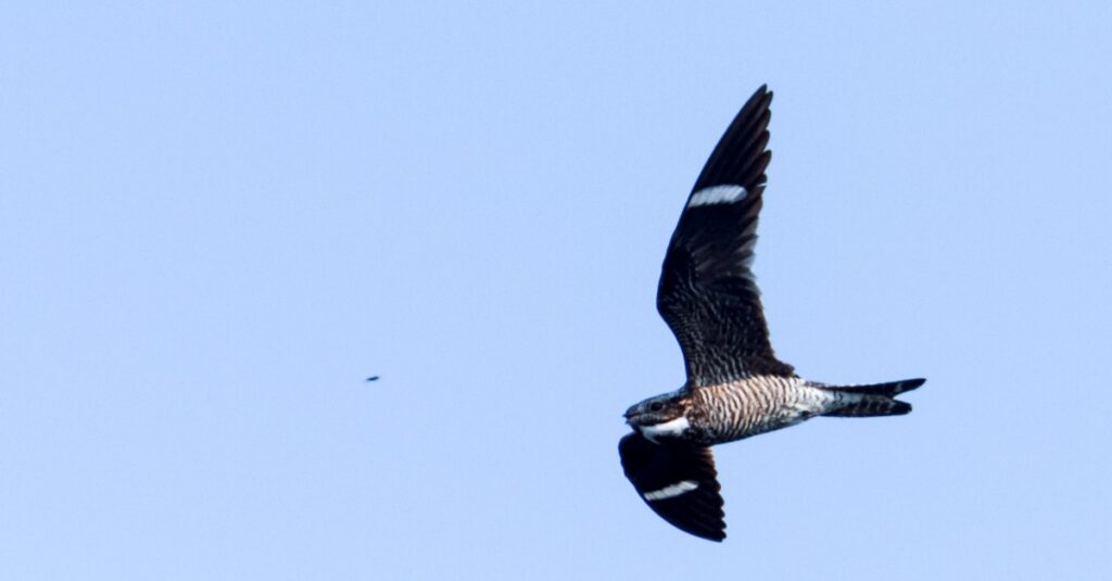 Uccello noto per la striscia bianca sull'ala: Nighthawk comune 