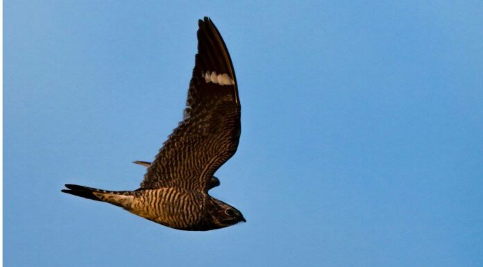 Incontra il Nighthawk comune: un uccello conosciuto dalla striscia bianca sulla sua ala
