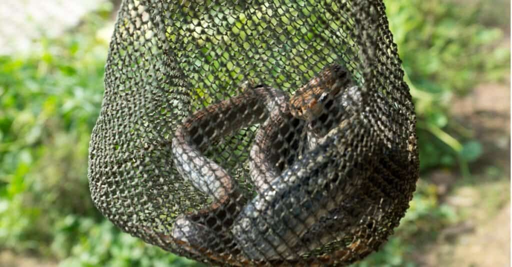 serpente in borsa a rete