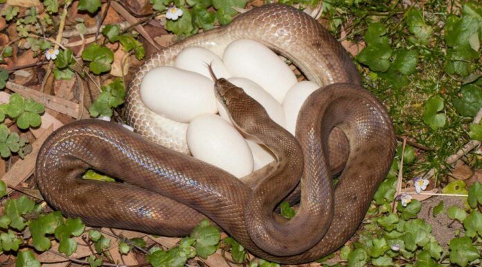 Tutto quello che avreste sempre voluto sapere sulle uova di serpente
