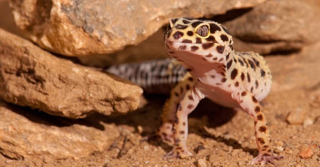 leopardo-geco-in piedi-vicino-rocce