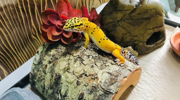 leopard-gecko-in-an-enclosure