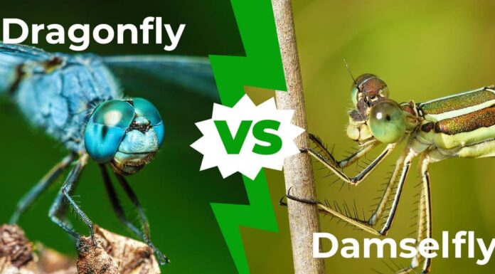 Dragonfly vs Damselfly: 6 differenze chiave spiegate
