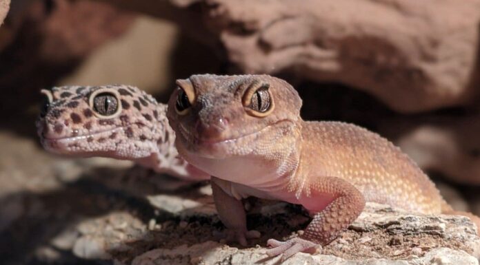 leopard-geckos-smiling