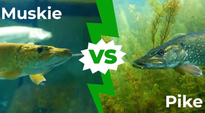 Muskie vs Pike: spiegate 5 differenze chiave
