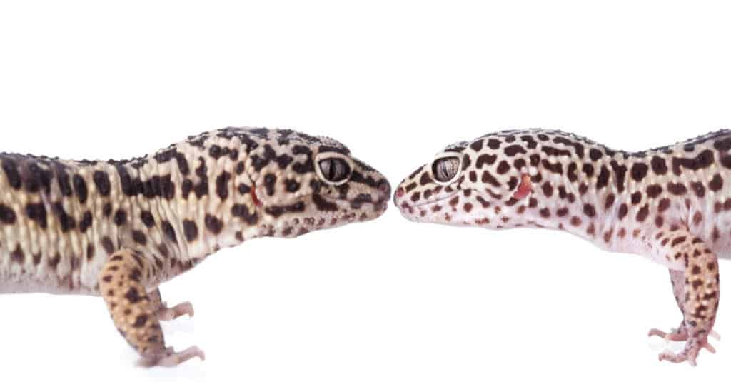 leopardo-geco-coppia-uno di fronte all'altro